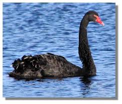 Black swans and bow ties