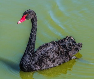 Black Swans in the Process Industries