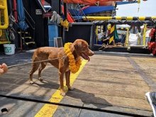 Dog at offshore oil production platform